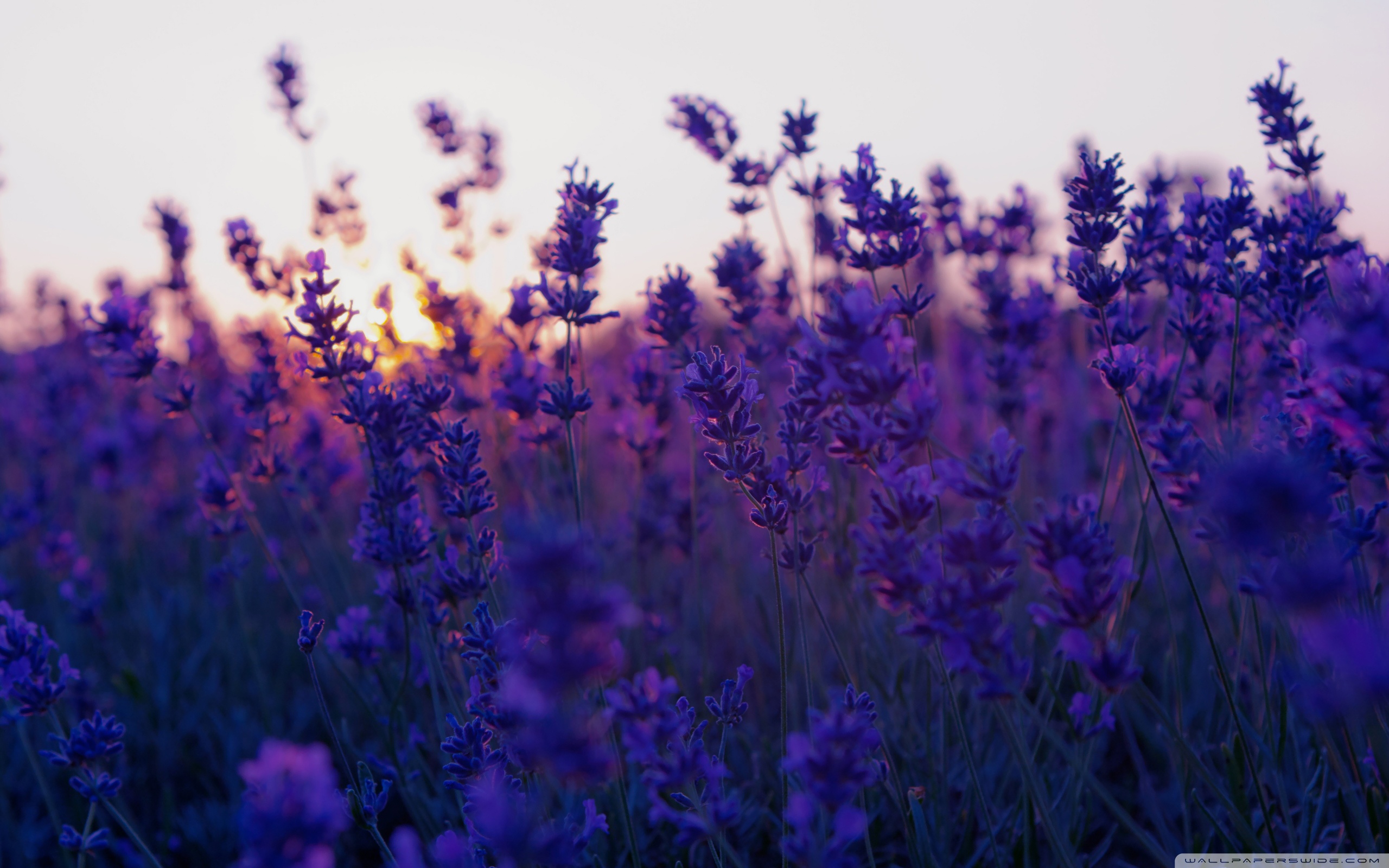 lavender_field_and_sunset-wallpaper-2560×1600 – Canter for the Cure, image size:2560x1600